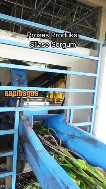 Pakan-Ternak-Silase-Sorgum